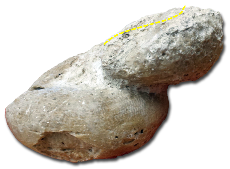Caprina adversa