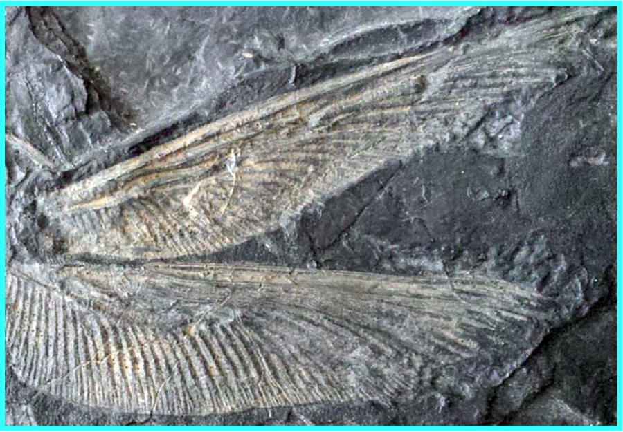 Favosites
