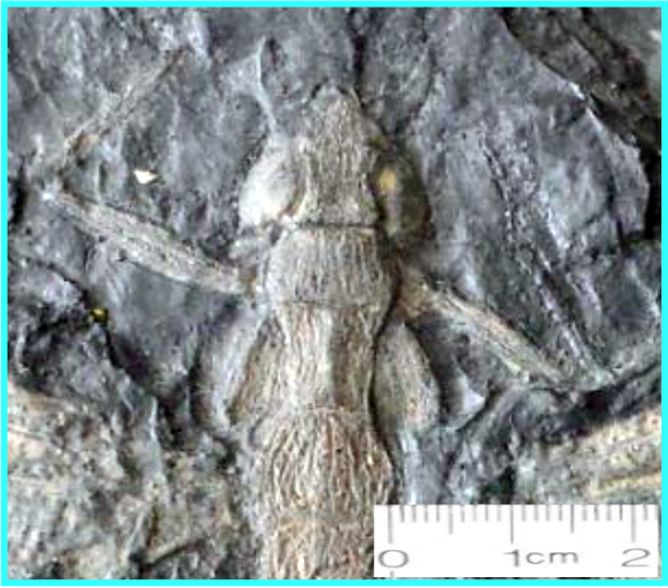 Favosites